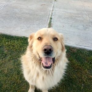 Meet your Posher, Lisette